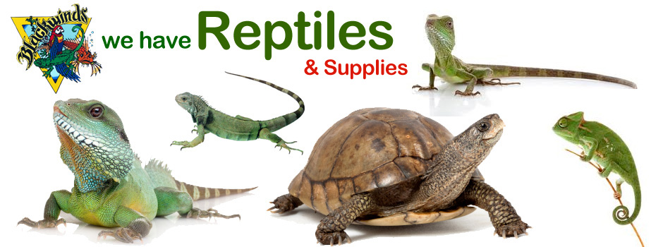 Blackwinds Pet Supplies